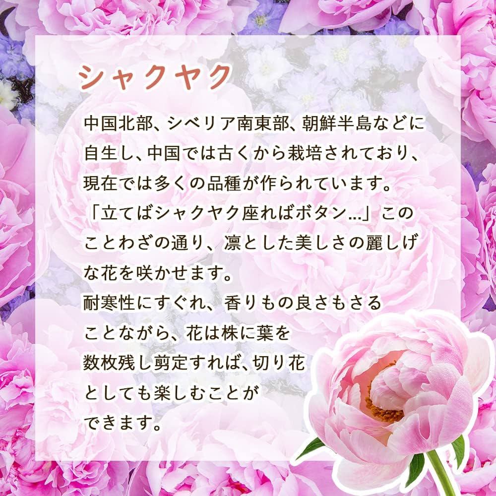 【花苗】芍薬 サラベルナール ★新芽3つ付き★ 淡ピンク 大輪 バラ咲き 八重咲 シャクヤク（芍薬）：サラベルナール7号ポット の通販 | 園芸ネット